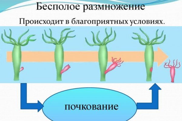 Актуальный сайт кракена