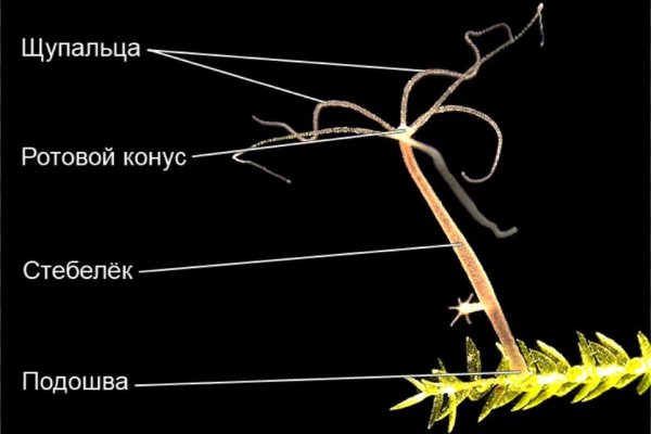 Kraken ссылка tor